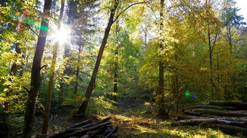 Sonne scheint durch Blätter in einem Wald nahe Würzburg. 