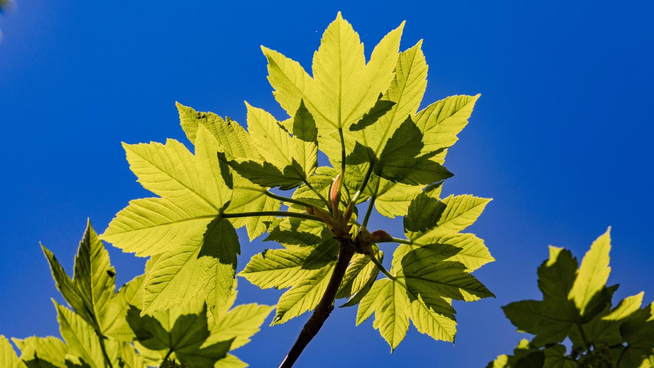 Grüne Blätter eines Ahorns ragen im Gegenlicht in den Himmel.
