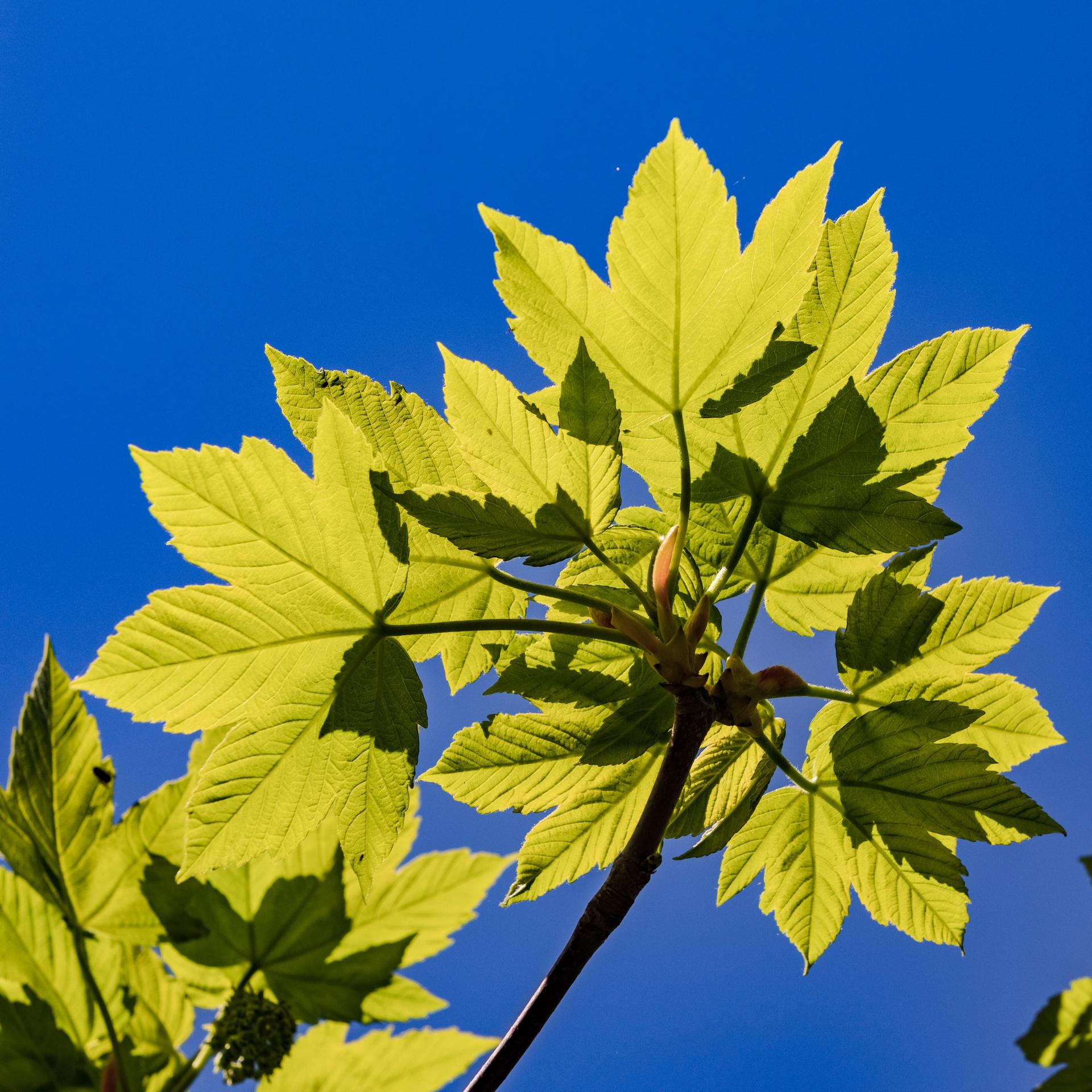 Perfekte Fotosynthese - Auf der Suche nach dem schwarzen Blatt