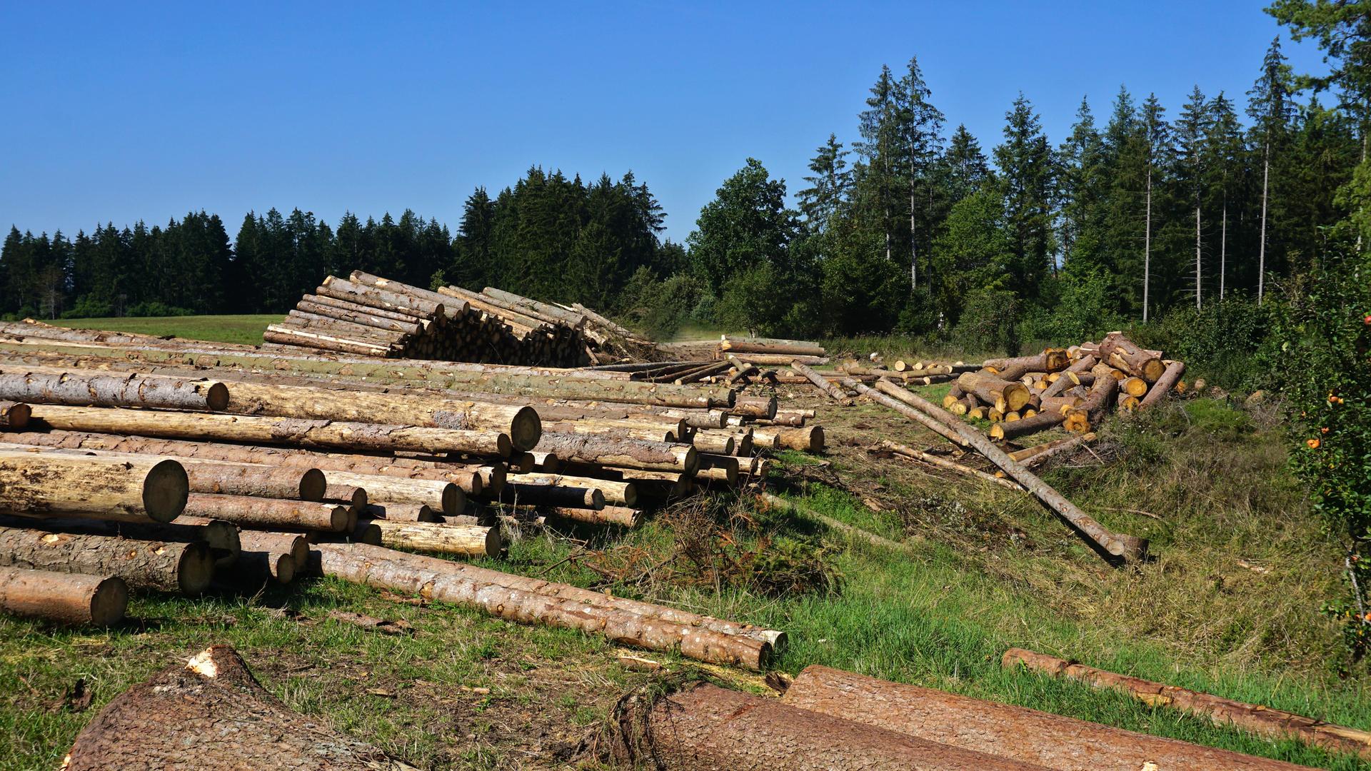Das Foto zeigt gefällte Holzstämme und einen Wald im Schwarzwald in Baden-Württemberg