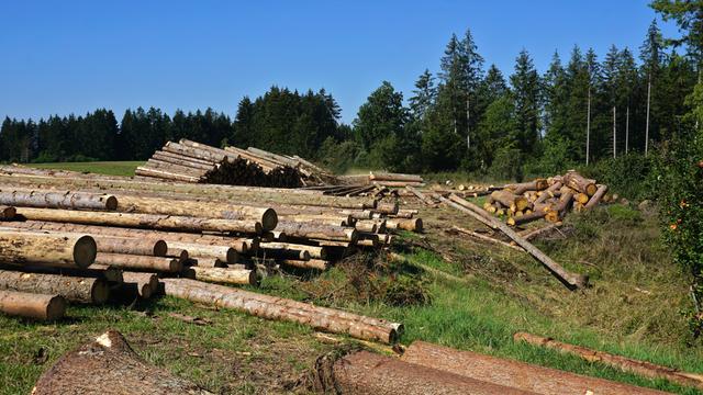 Das Foto zeigt gefällte Holzstämme und einen Wald im Schwarzwald in Baden-Württemberg