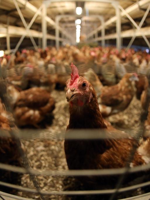 Hühner in einem Stall auf einem Geflügelhof