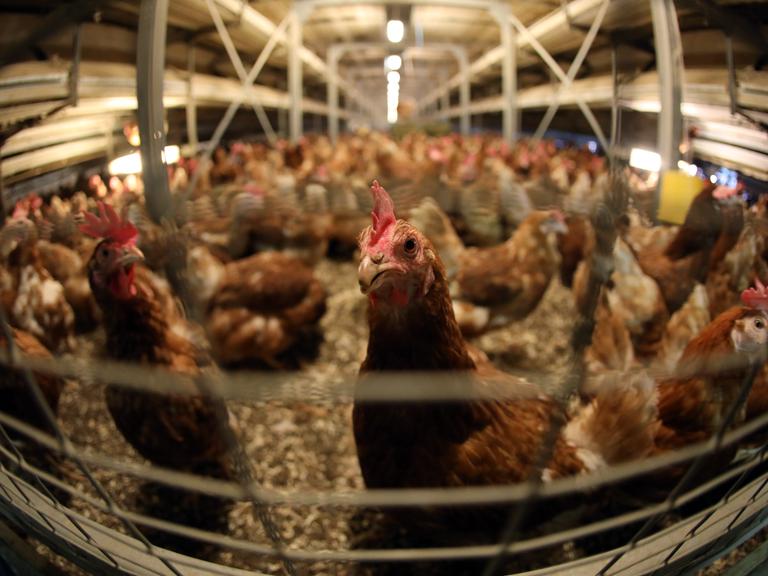 Hühner in einem Stall auf einem Geflügelhof
