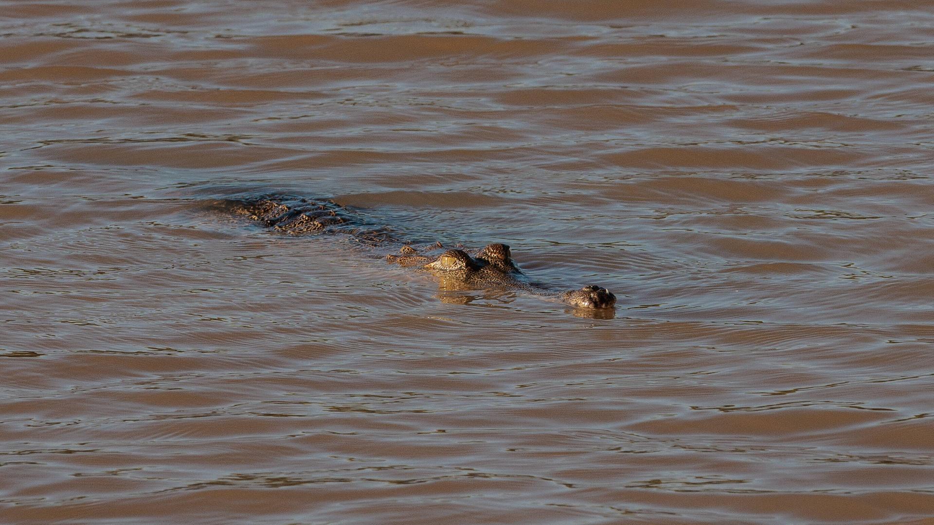 Zu sehen ist ein Krokodil im Wasser.