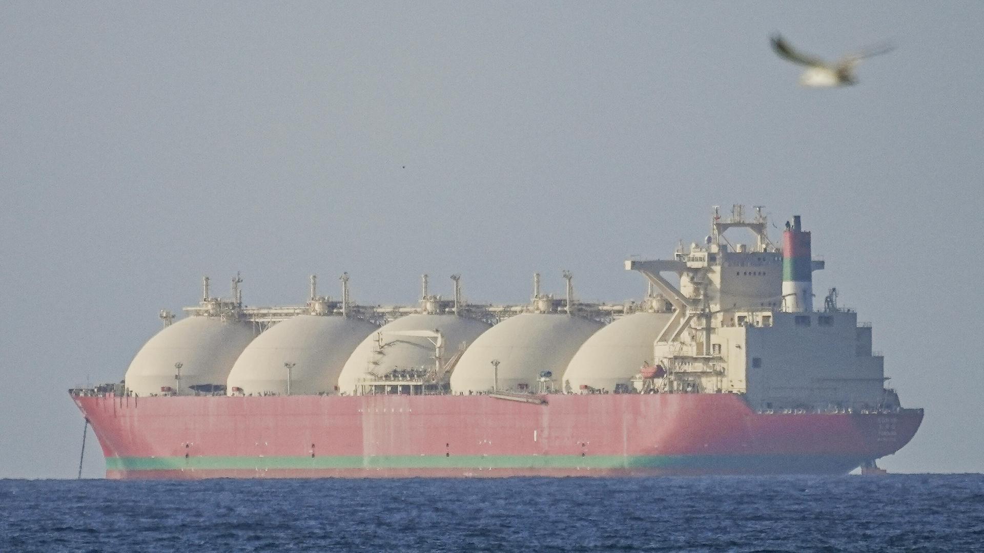 Das Bild zeigt einen Blick aufs Meer. Ein großer, roter Frachter fährt darüber. Im Vordergrund fliegt ein Vogel.