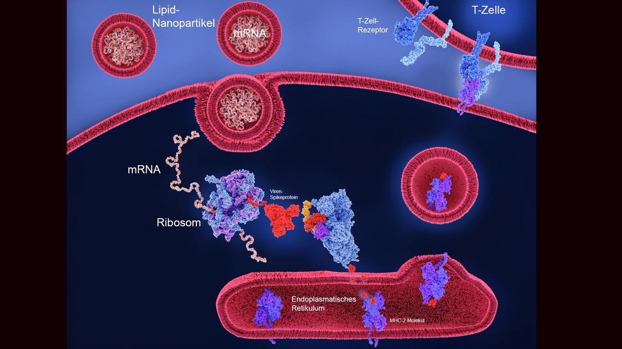 Illustration der mRNA-Impfung gegen Corona: Die von einem Lipid-Nanopartikel umhüllte mRNA kann die Zellwand passieren. In der Zelle wird nach dem durch die mRNA codierten Bauplan das Spike-Protein hergestellt, das dann die Immunreaktion auslöst.
