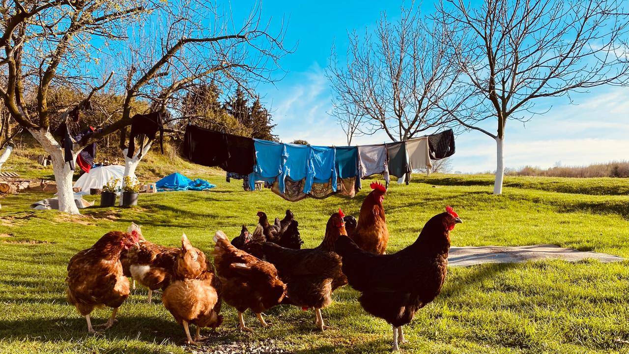 Landkommune - was für die Großstädter mit Begeisterung begann, scheiterte nach drei jahren. Zu sehen: Hühner auf einer Wiese. Im Hintergrund eine Wäscheleine zwischen zwei Bäumen mit Wäsche zum Trocknen. 