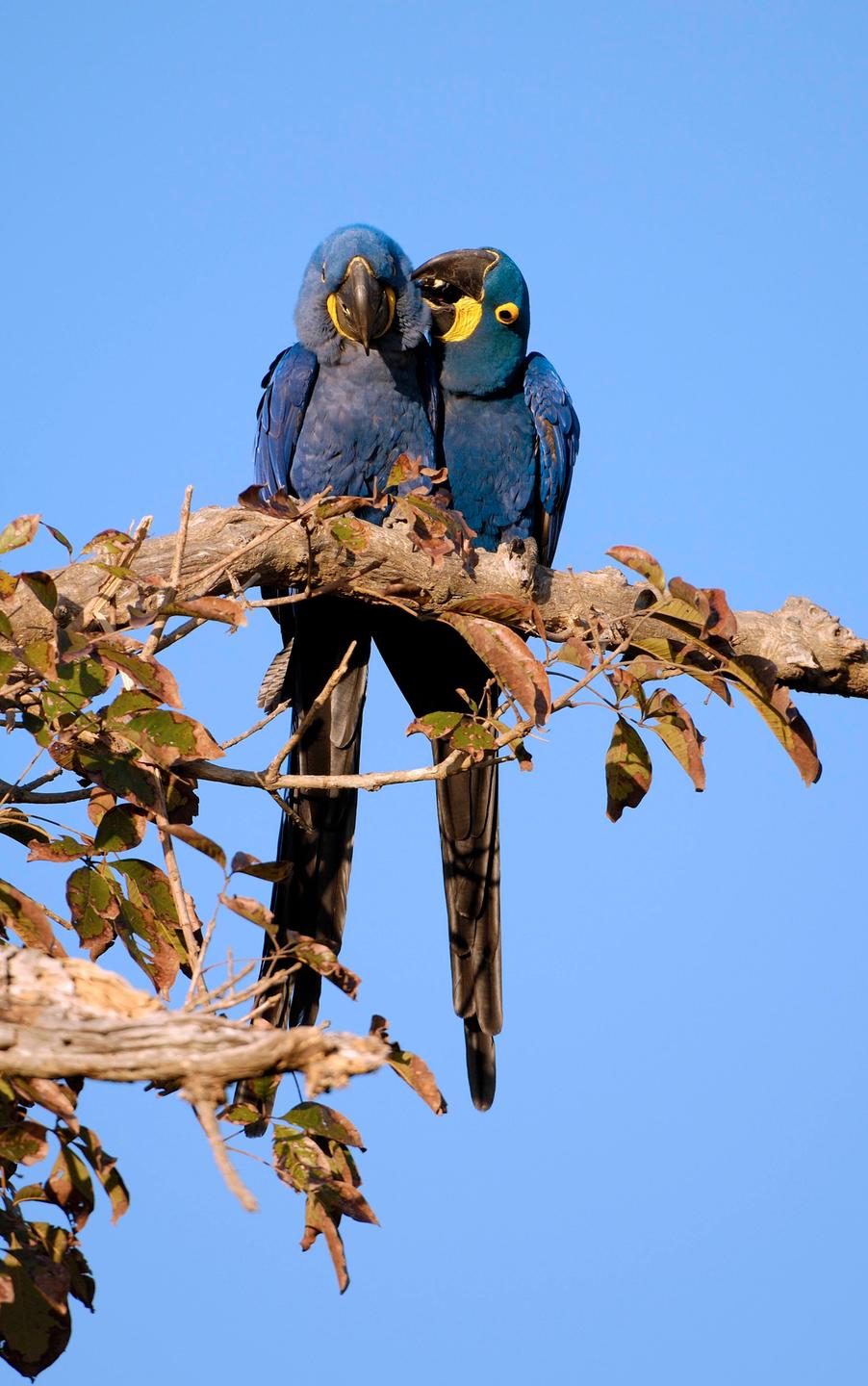Zwei große dunkelblaue Ara-Papageien sitzten auf einem Ast und schmusen.
