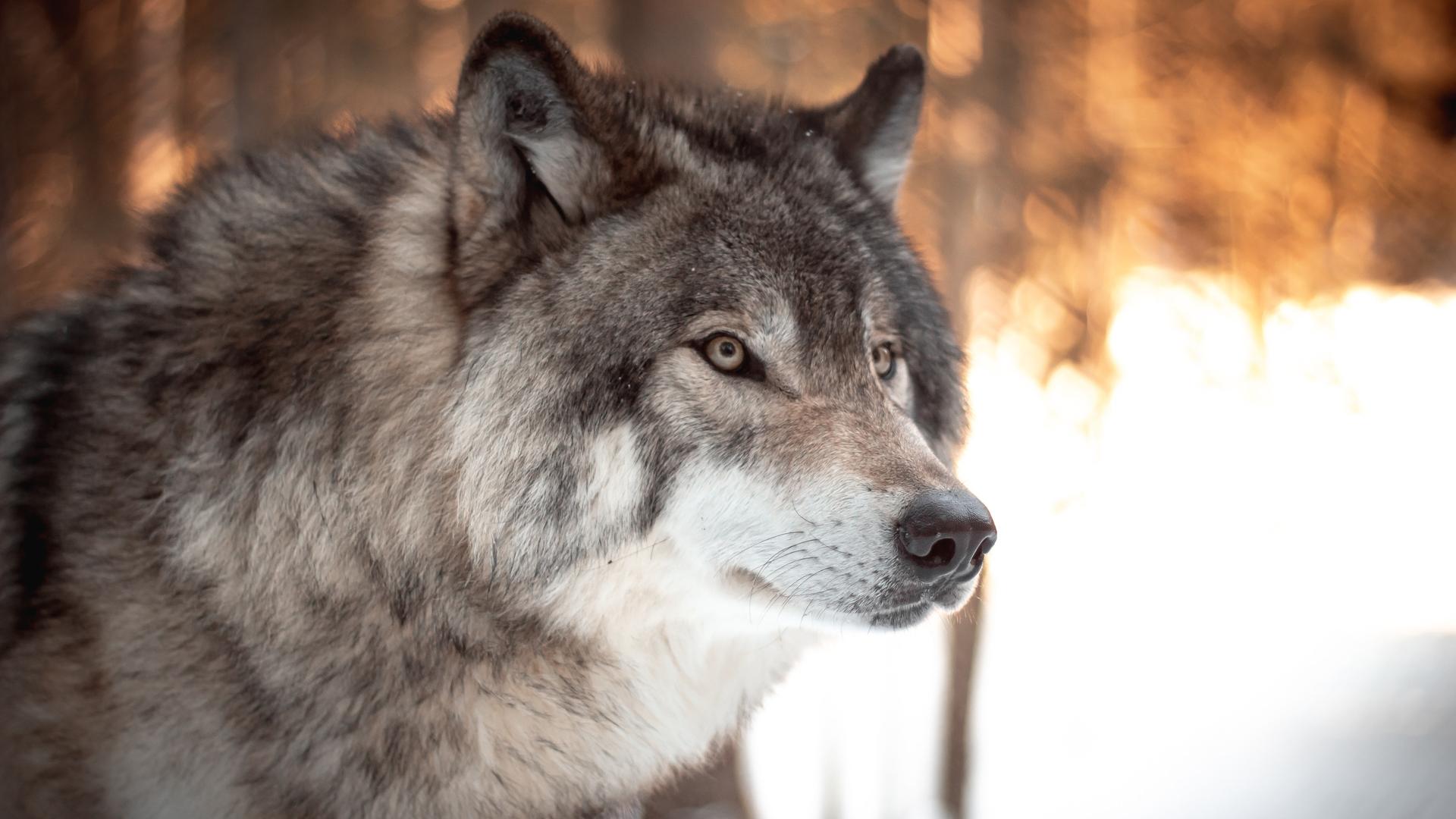 Großaufnahme eines Wolfes, der aufmerksam blickt