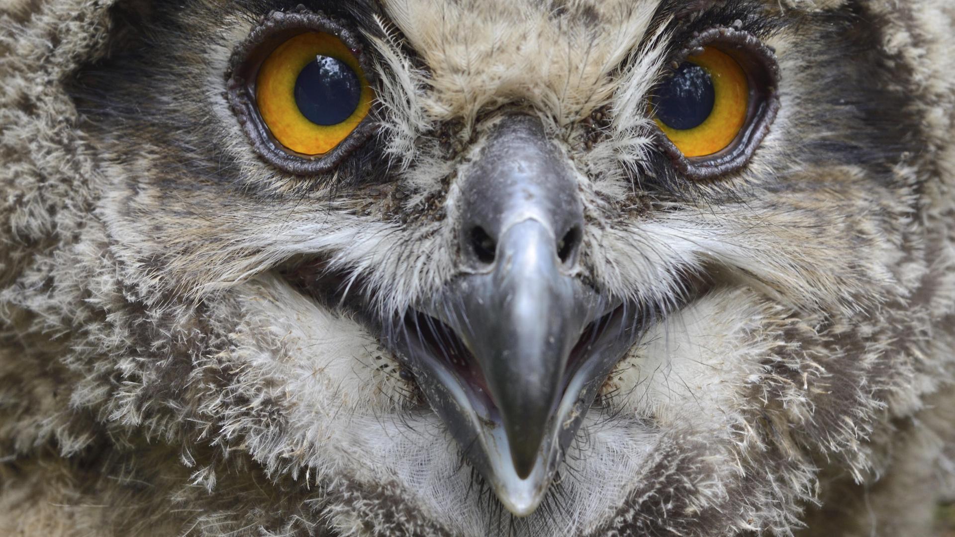 Das Foto zeigt einen jungen Uhu aus der Nähe.