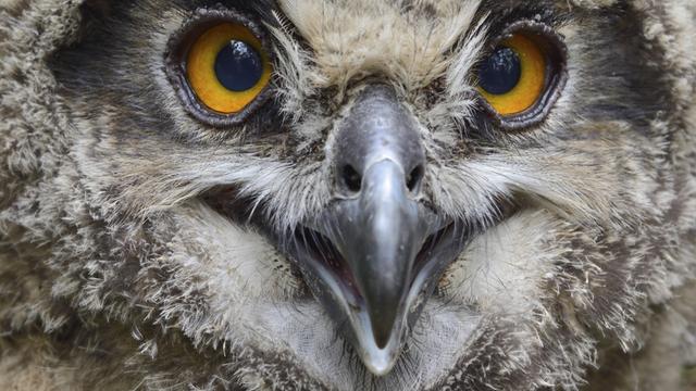 Das Foto zeigt einen jungen Uhu aus der Nähe.