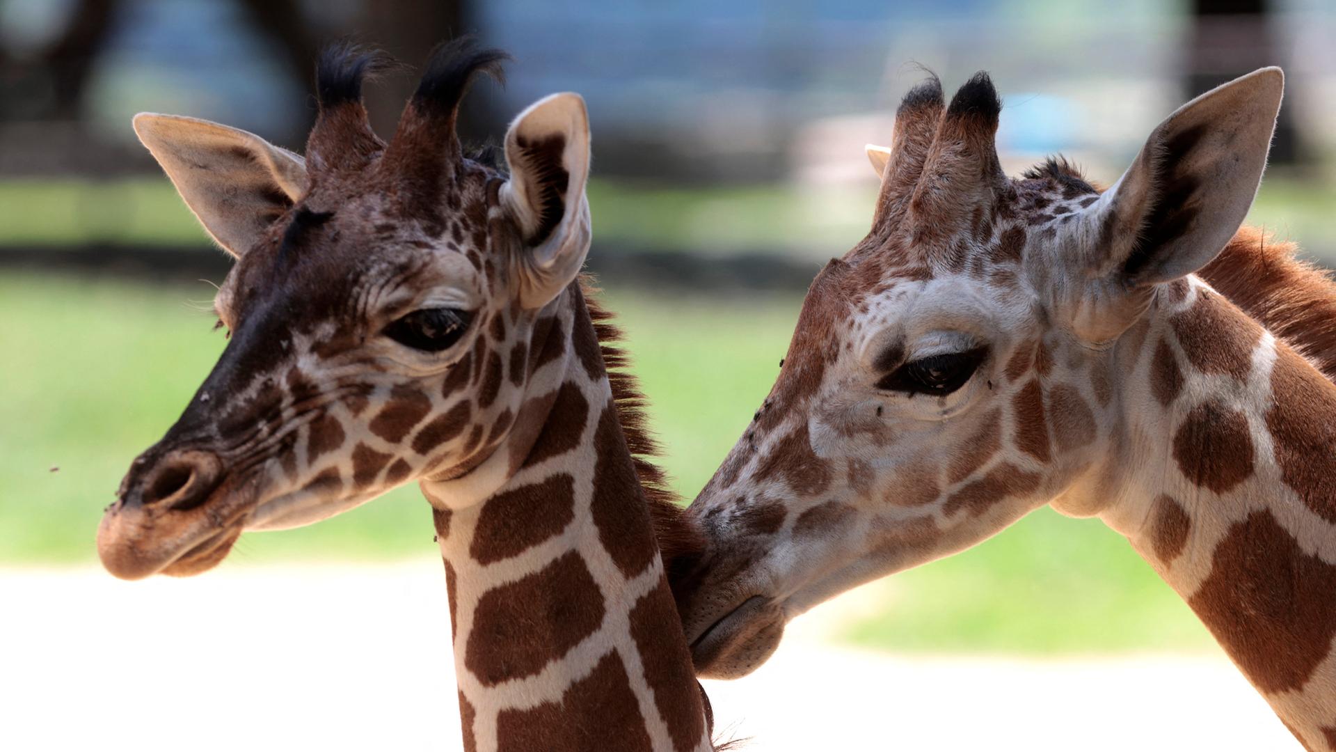 Giraffen in einem Zoo im mexikanischen Guadalajara.