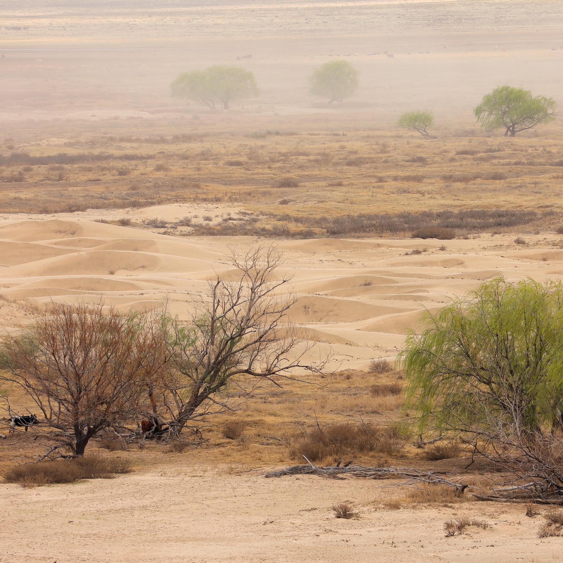 Eine Wüstenlandschaft im Sandsturm in Südafrika