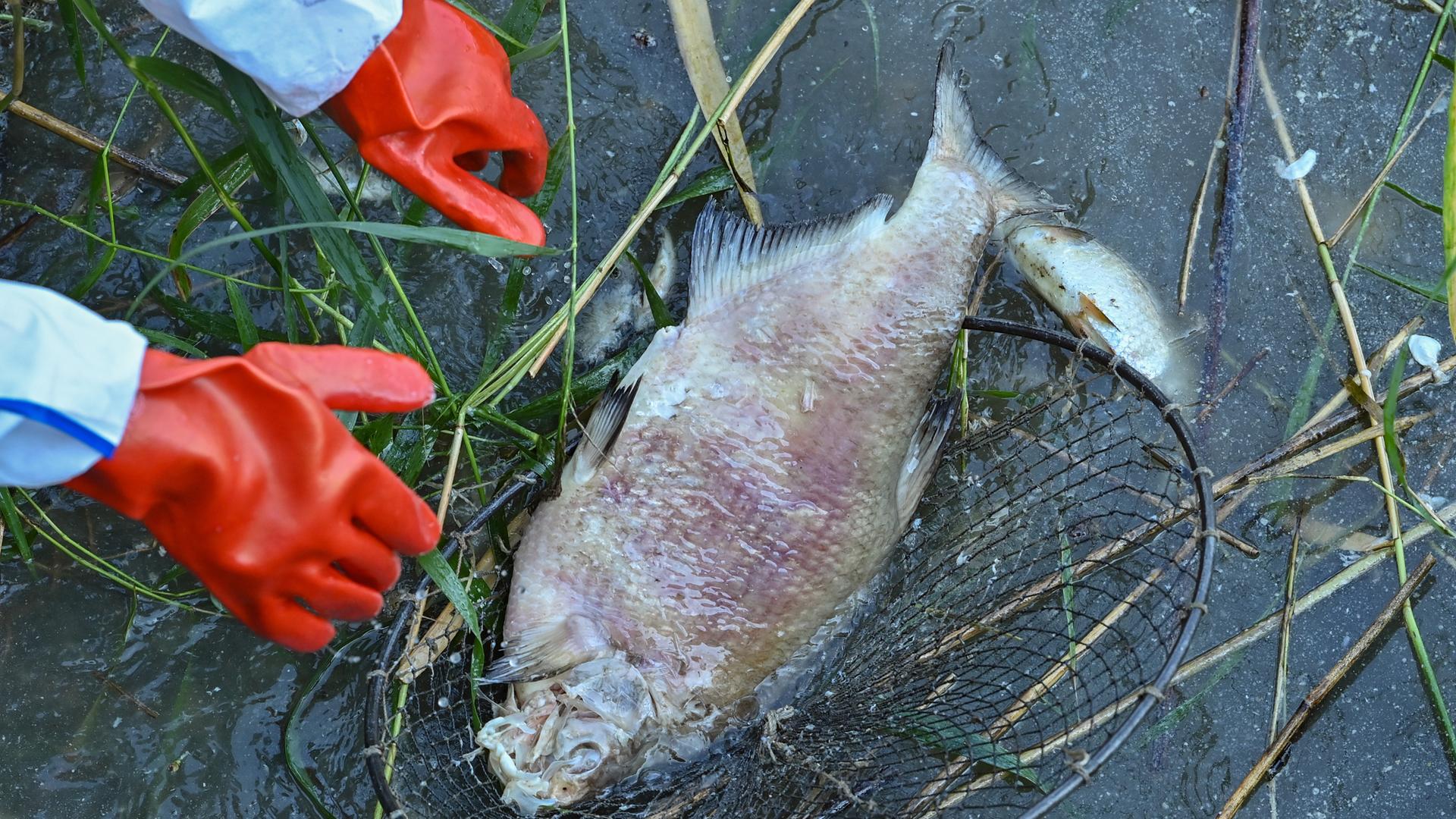 Ein toter und schon stark verwester Fisch wird von rot behandschuhten Händen aus dem Wasser geborgen.