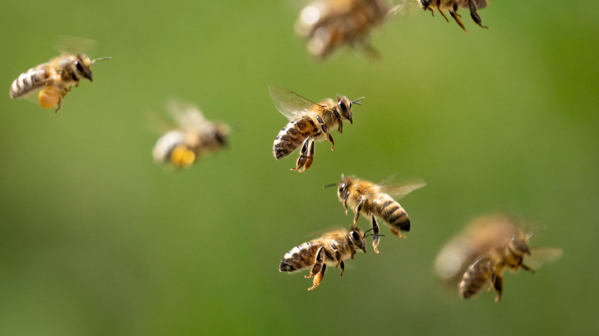 Bienen im Flug