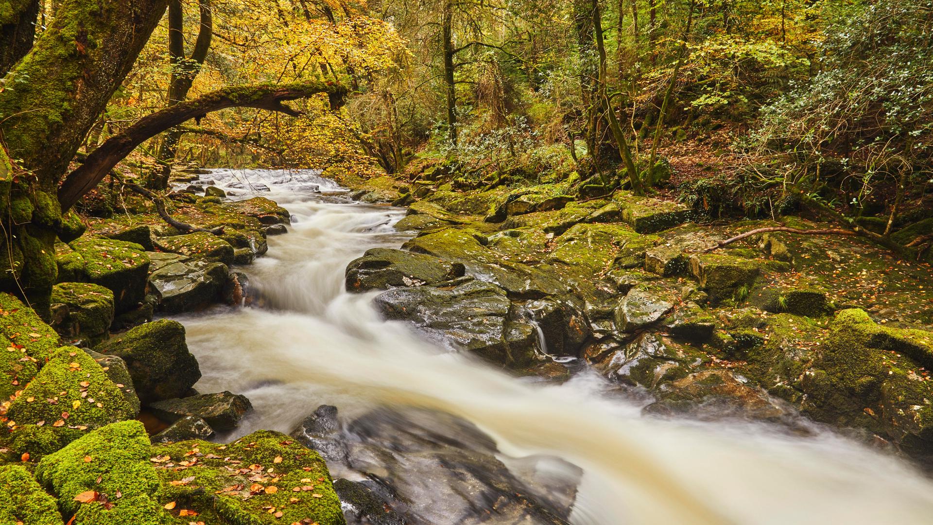 Ein Fluss fließt durch einen herbstlichen Wald.