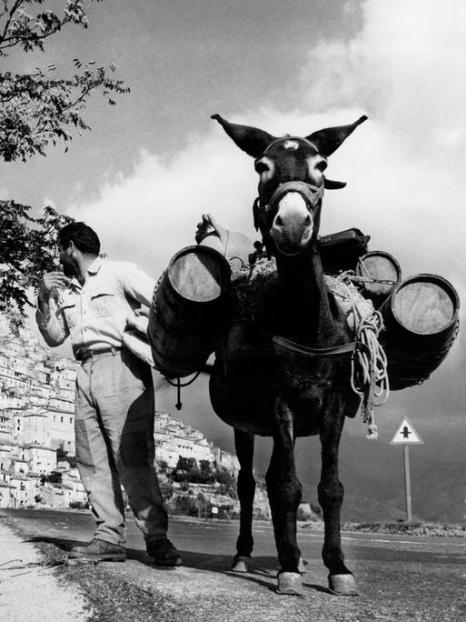 Historisches Schwarzweißfoto eines Maultiers, das an einer Leine läuft und mehrere gestapelte Fässer auf dem Rücken trägt.