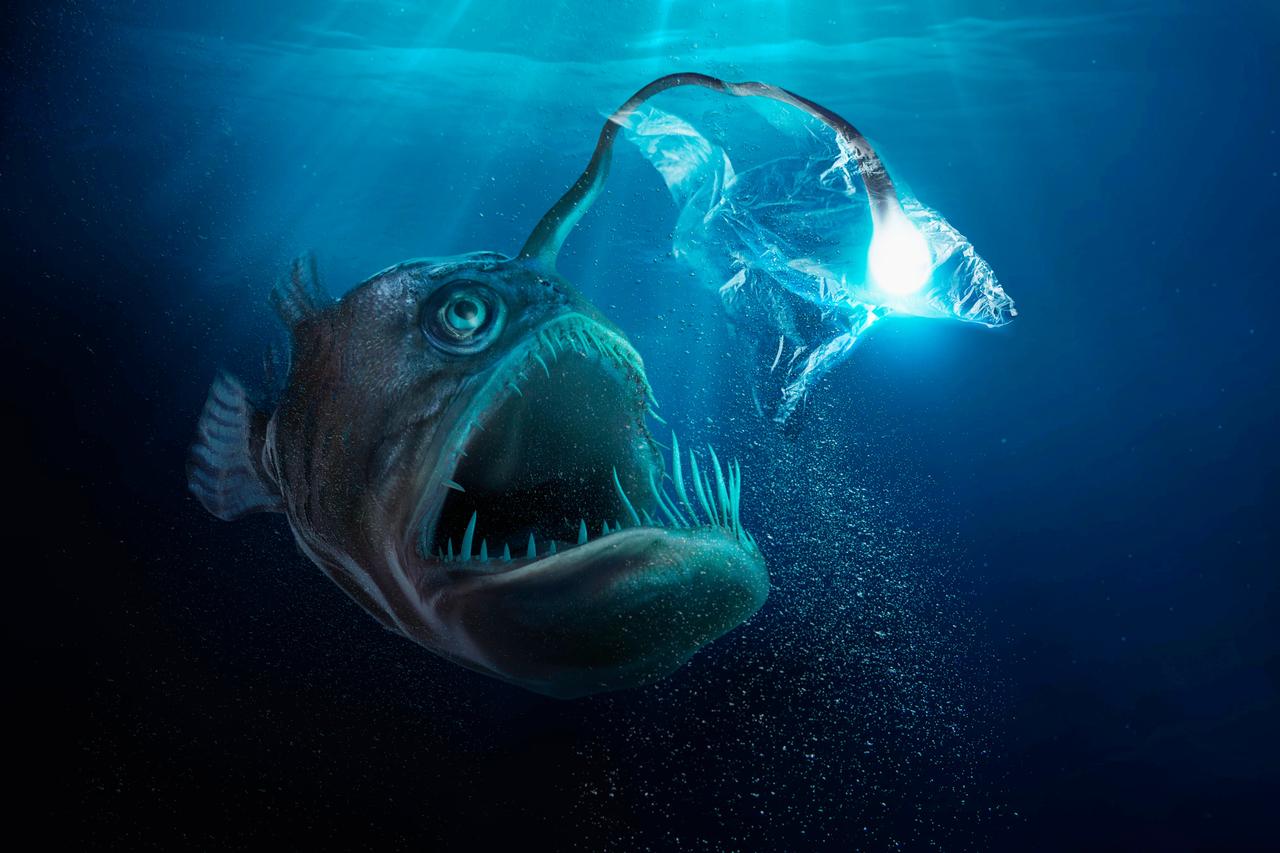 Ein großer Tiefseefisch mit aufgerissenem Maul und vielen Zähnen. Seine Glühbirne ist in einer Plastiktüte gefangen.