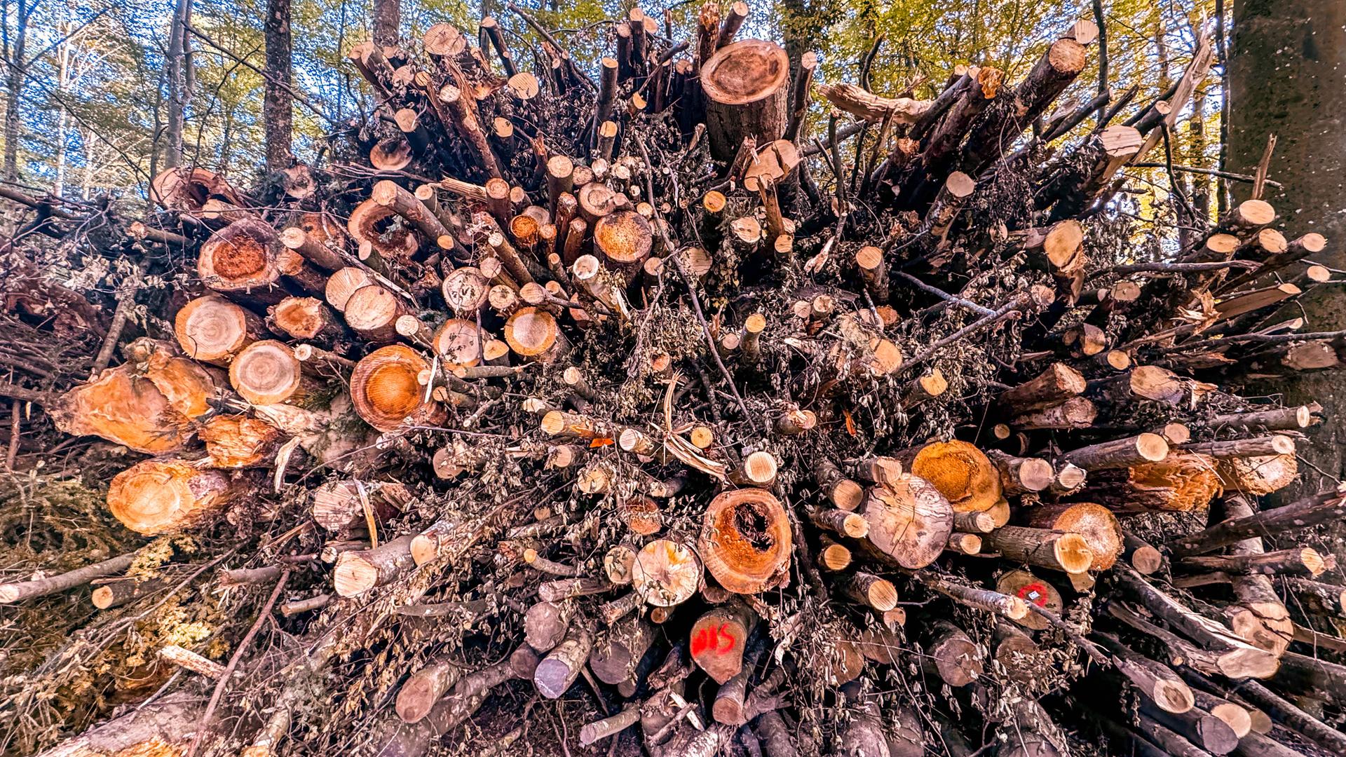 Ein Holzstapel von abgeholzten Baumstämmen im Wald.