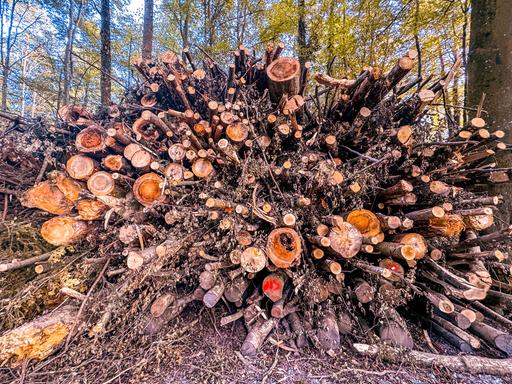 Ein Holzstapel von abgeholzten Baumstämmen im Wald.