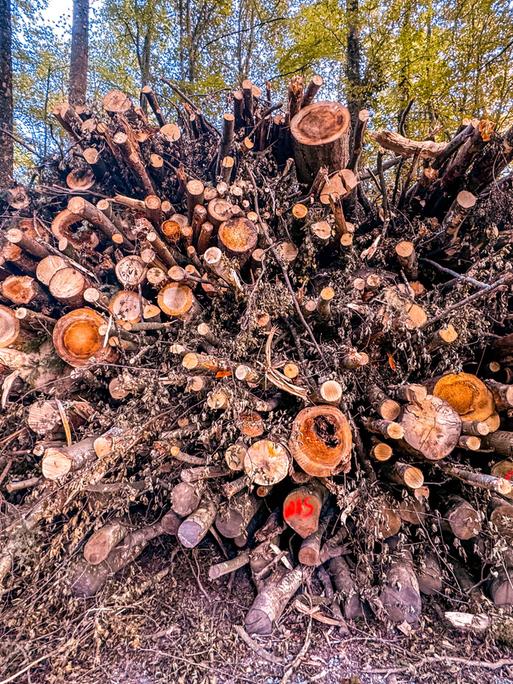 Ein Holzstapel von abgeholzten Baumstämmen im Wald.