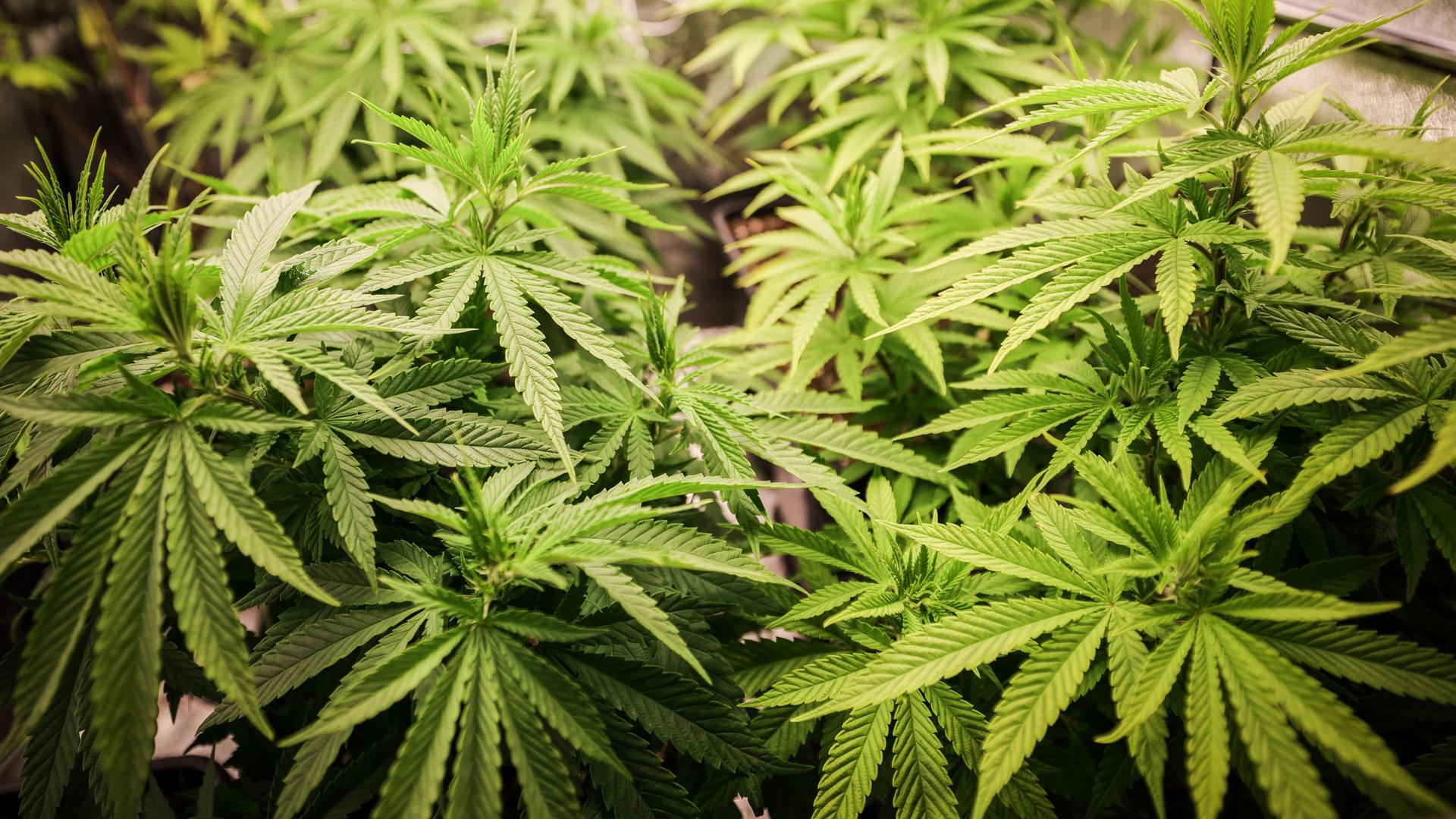 Cannabispflanzen (ca. 4 Wochen alt) in ihrer Wachstumsphase stehen in einem Aufzuchtszelt unter künstlicher Beleuchtung in einem Privatraum.