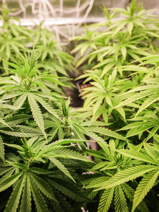 Cannabispflanzen (ca. 4 Wochen alt) in ihrer Wachstumsphase stehen in einem Aufzuchtszelt unter künstlicher Beleuchtung in einem Privatraum. 