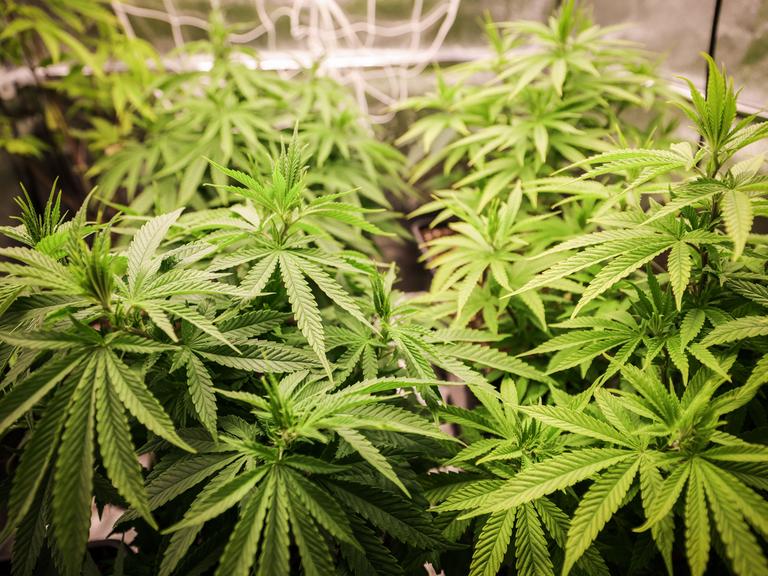 Cannabispflanzen (ca. 4 Wochen alt) in ihrer Wachstumsphase stehen in einem Aufzuchtszelt unter künstlicher Beleuchtung in einem Privatraum. 