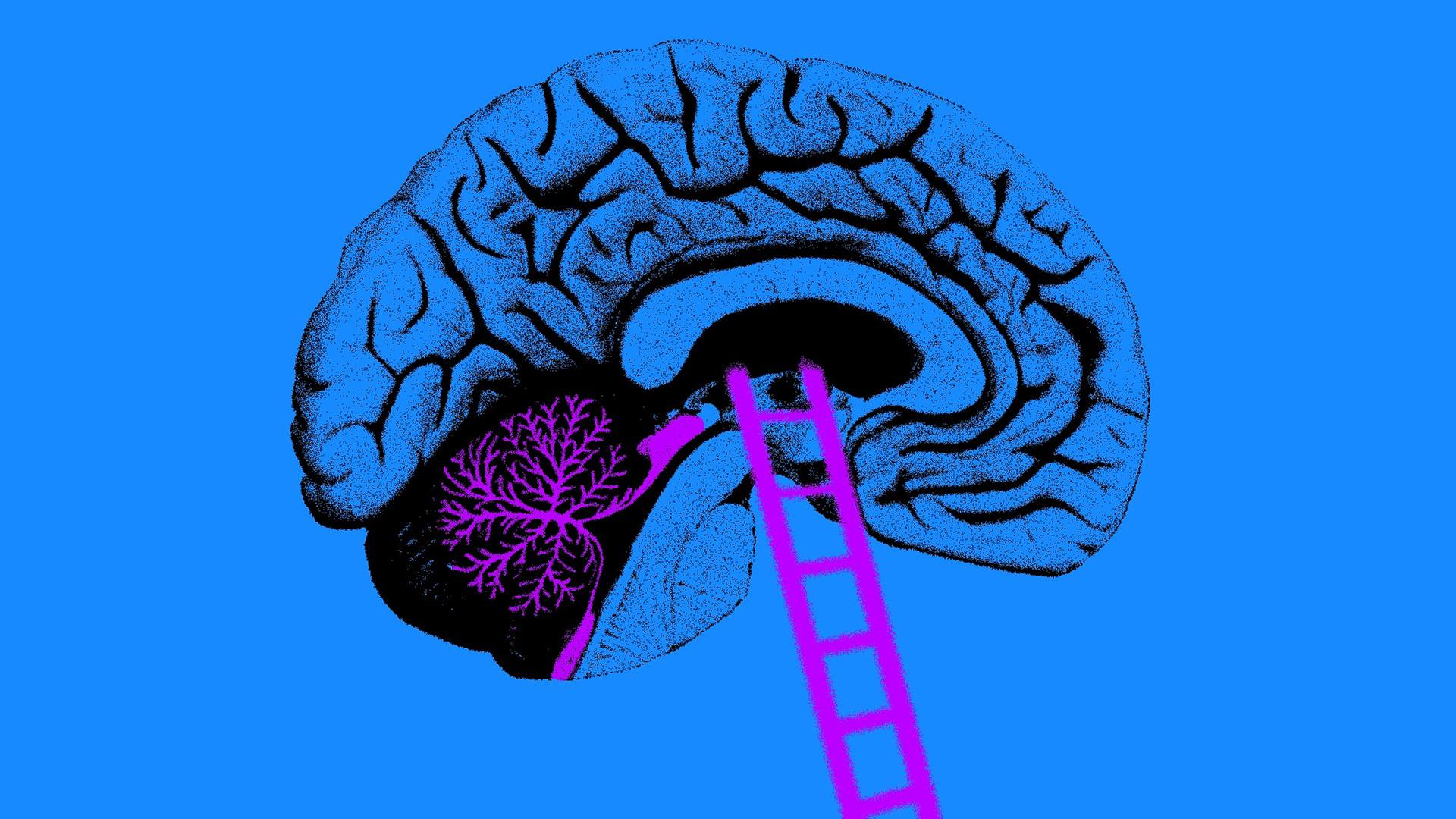 Eine grafische Darstellung zeigt ein menschliches Gehirn, an das eine kleine Leiter gelehnt ist.