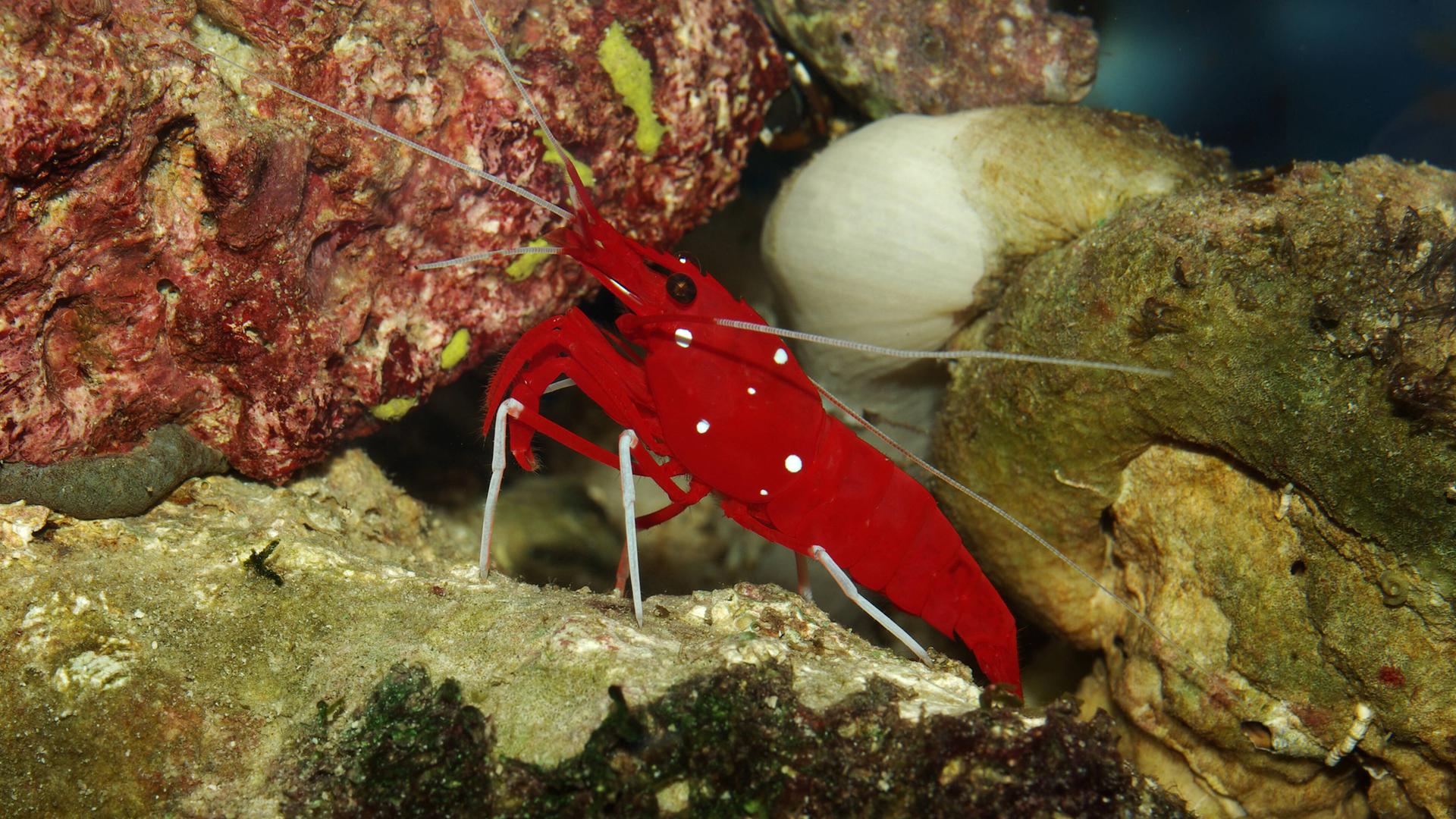 Eine Kardinalsgarnele im Aquarium Eine Kardinalsgarnele im Aquarium