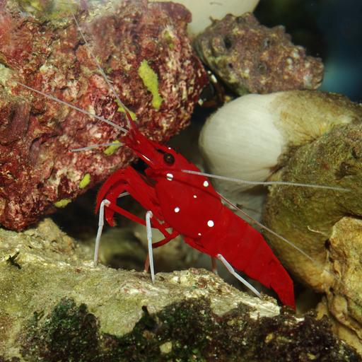 Eine Kardinalsgarnele im Aquarium
