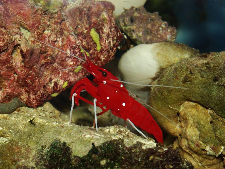Eine Kardinalsgarnele im Aquarium