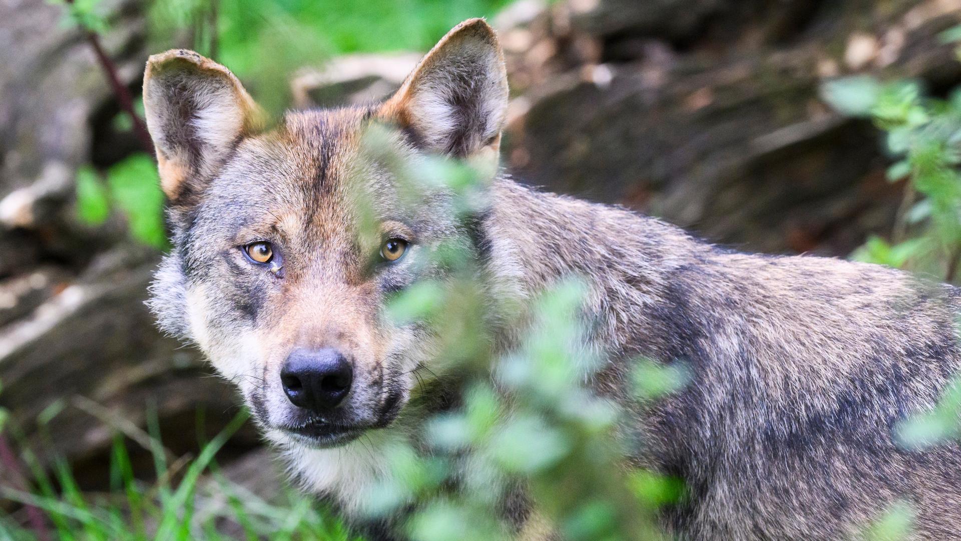 Europäischer Gerichtshof: Wölfe dürfen in Österreich weiterhin nicht gejagt...