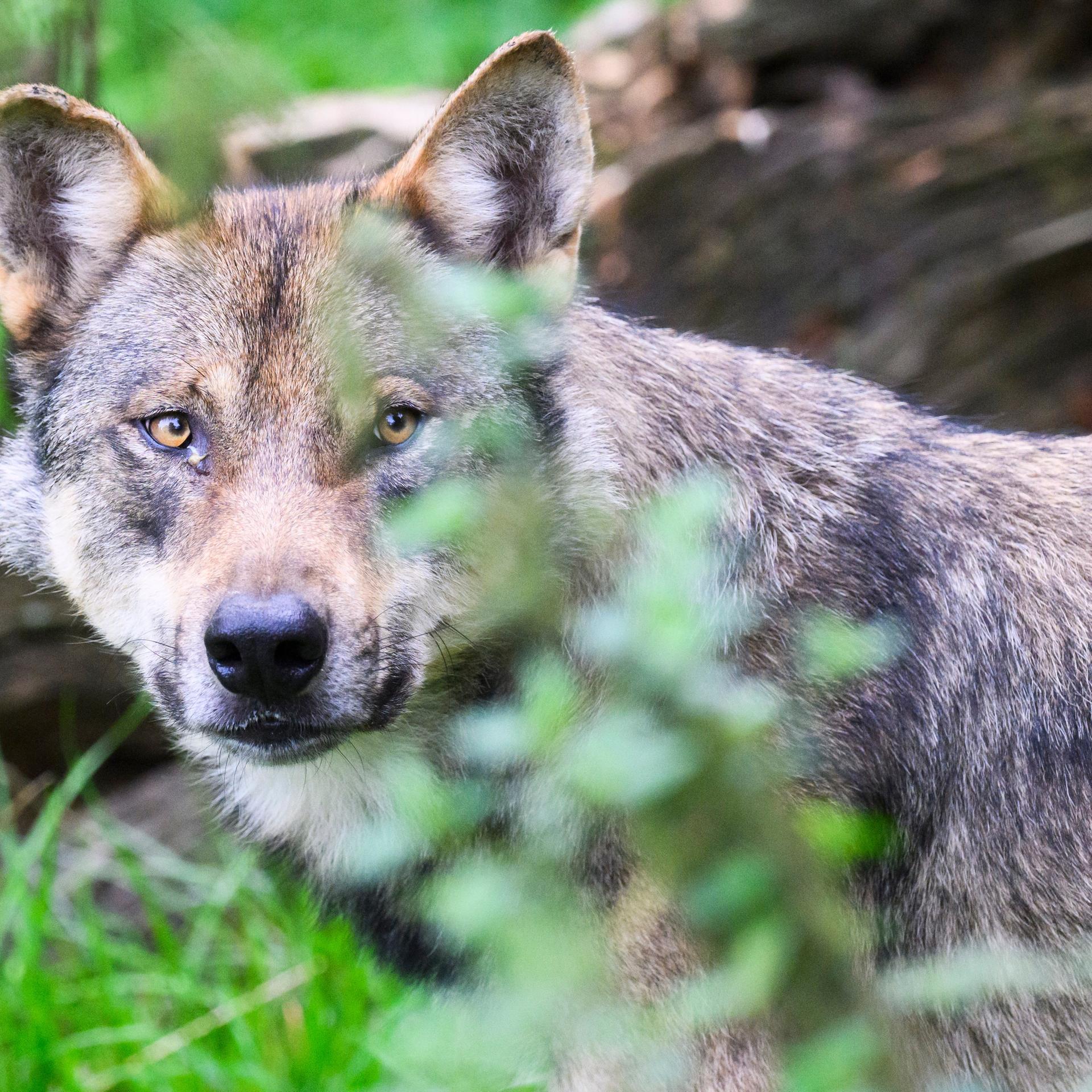 Ein Wolf steht im Gehege im Wisentgehege Springe. Die eurasischen Wölfe in dem Tierpark haben im Mai Nachwuchs bekommen. Die scheuen Jungtiere bekommen Besucher aber nur selten zu sehen. Währenddessen geht die Diskussion um freilebende Wölfe in Niedersachsen weiter - insbesondere um ein Wolfsmanagement, um beispielsweise auch auffällige Wölfe entnehmen zu können.