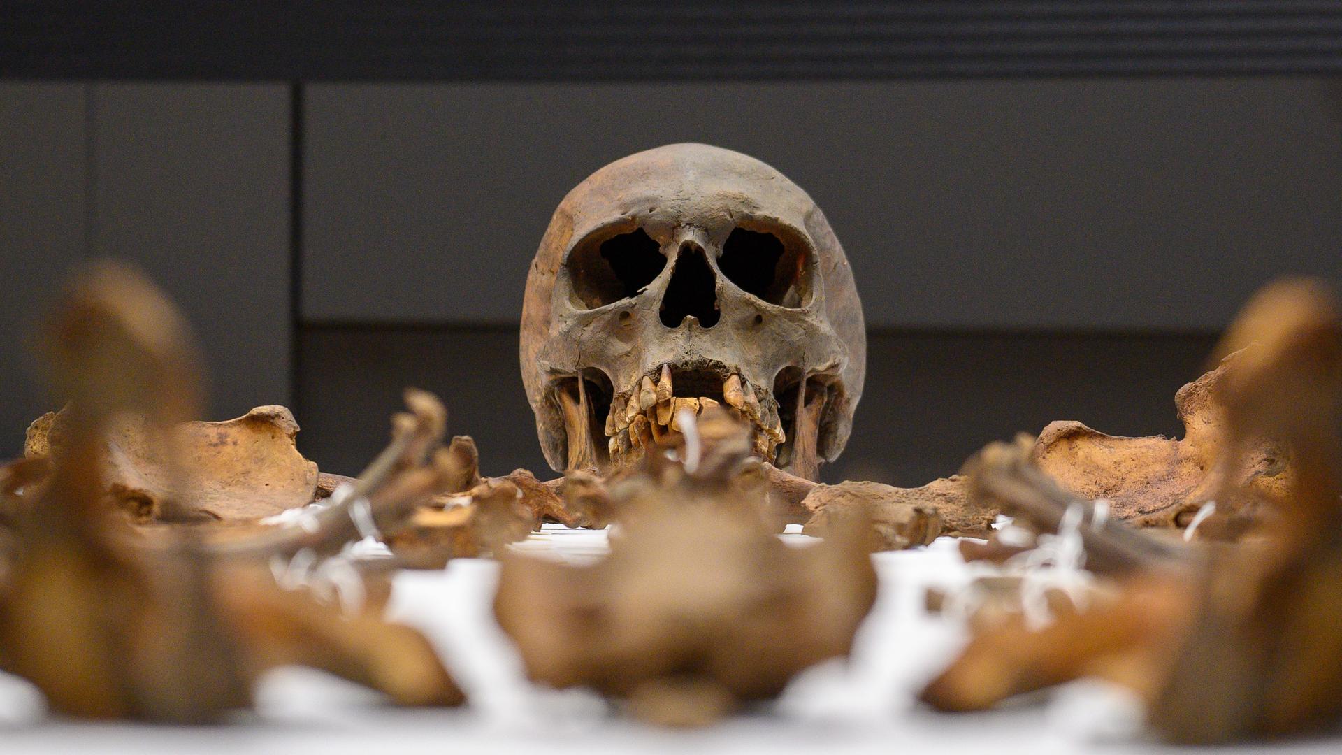 Die Gebeine Otto des Großen liegen im Hörsaal auf dem Campus der Universitätsmedizin Magdeburg auf einem Tisch.