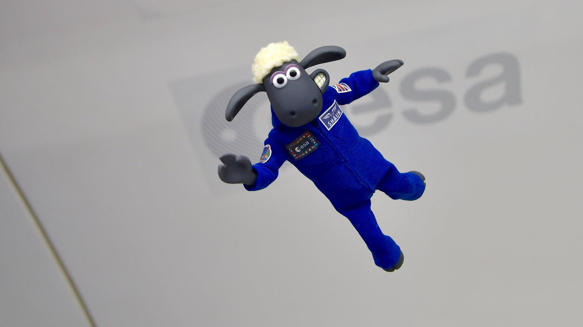 Für die einen eine Trickfilmfigur, für die anderen ein „Astronaut“: Shaun, das Schaf, bei einem Parabelflug