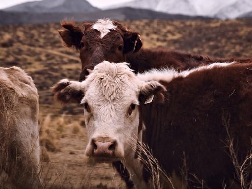 Zwei Kühe blicken an einem kalten, wolkigen Tag in Tupungato, Mendoza, Argentinien, in die Kamera. Zwei Kühe blicken an einem kalten, wolkigen Tag in Tupungato, Mendoza, Argentinien, in die Kamera.