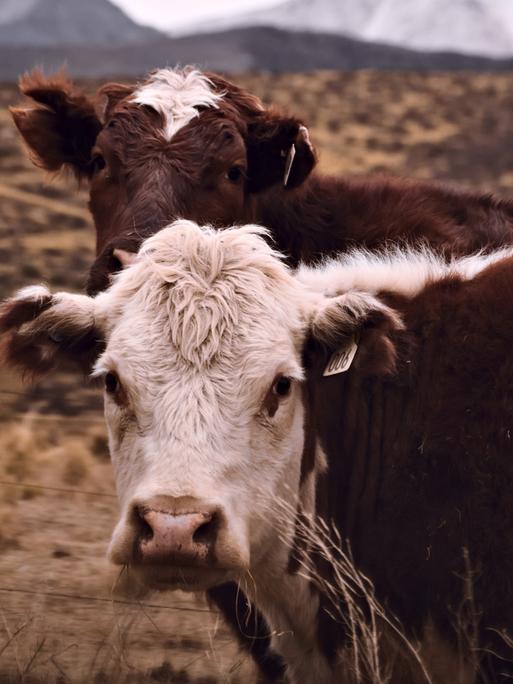 Zwei Kühe blicken an einem kalten, wolkigen Tag in Tupungato, Mendoza, Argentinien, in die Kamera. Zwei Kühe blicken an einem kalten, wolkigen Tag in Tupungato, Mendoza, Argentinien, in die Kamera.