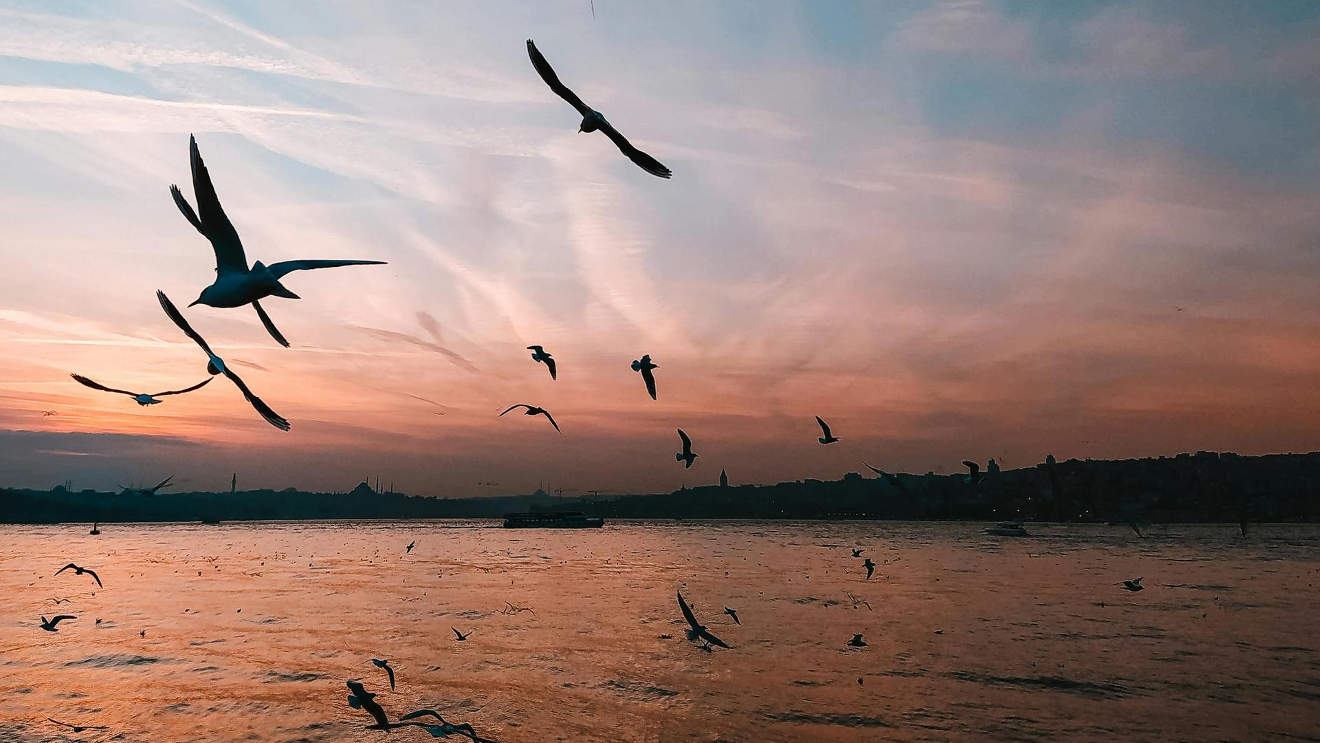 Blick auf einen Vogelschwarm an einem Küstenstreifen kurz nach Sonnenuntergang.