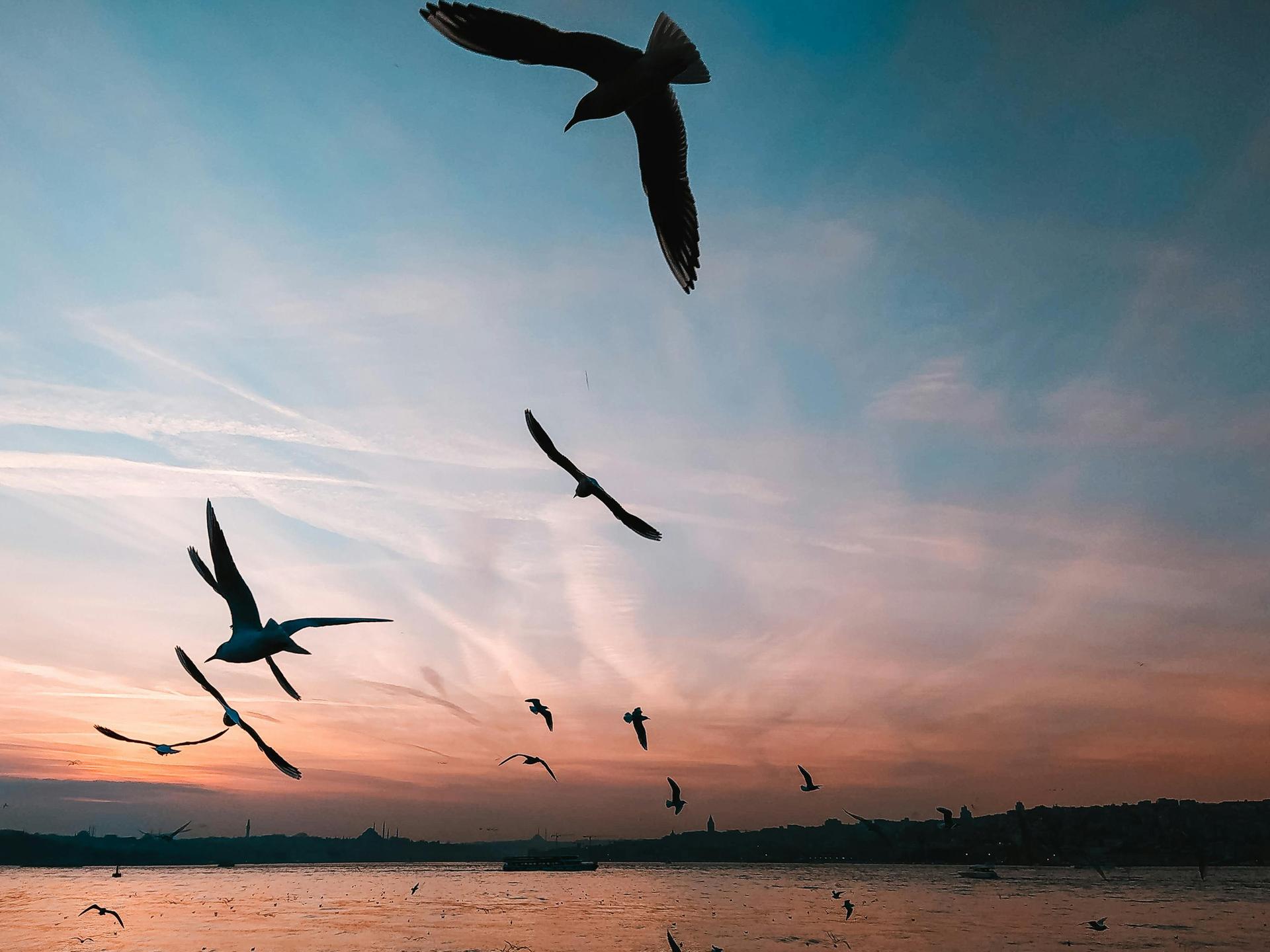 Blick auf einen Vogelschwarm an einem Küstenstreifen kurz nach Sonnenuntergang.