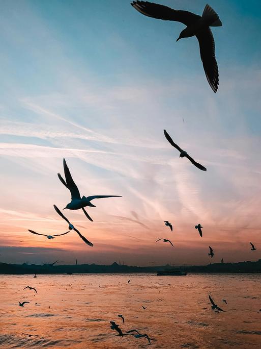 Blick auf einen Vogelschwarm an einem Küstenstreifen kurz nach Sonnenuntergang.