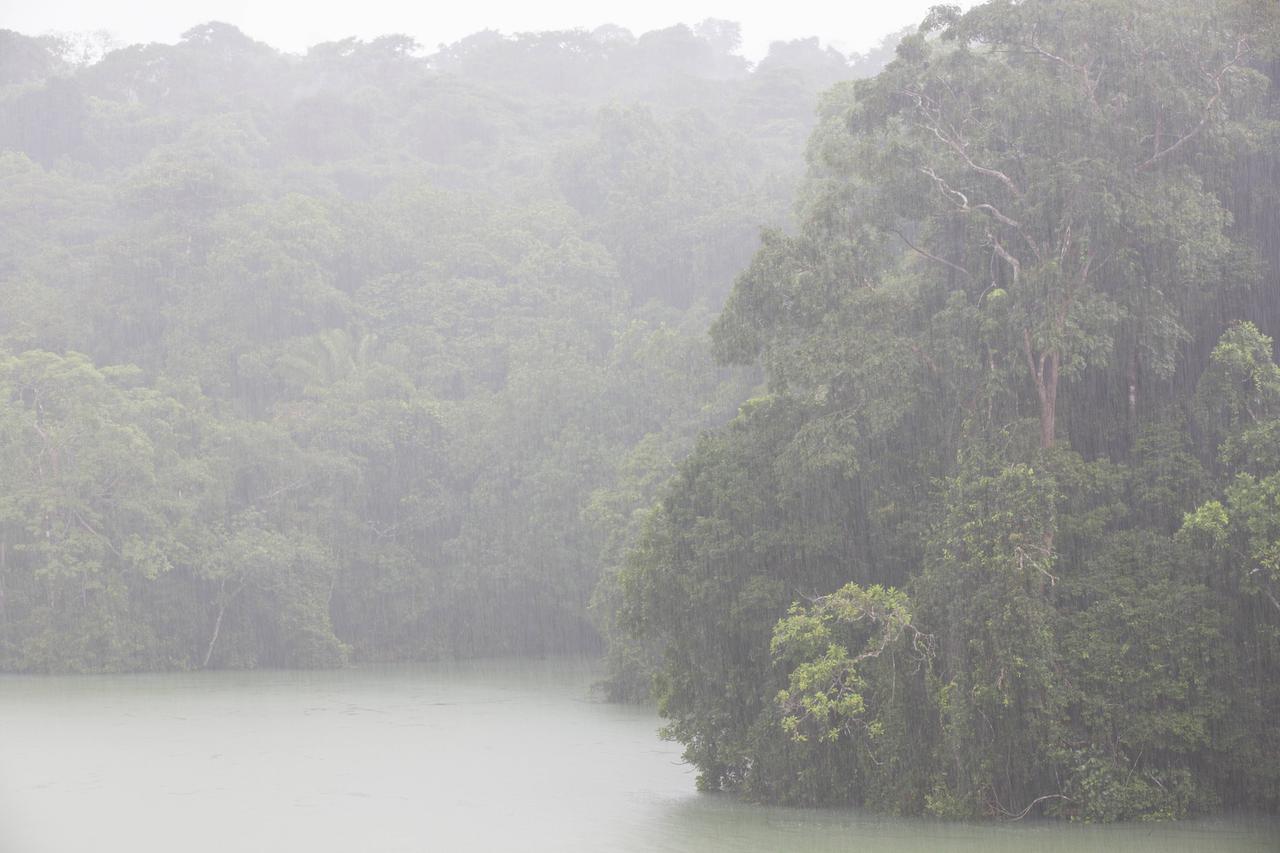 Regenwald an den Ufern des Gatun-Sees, Barro Colorado Island, Panamakanal