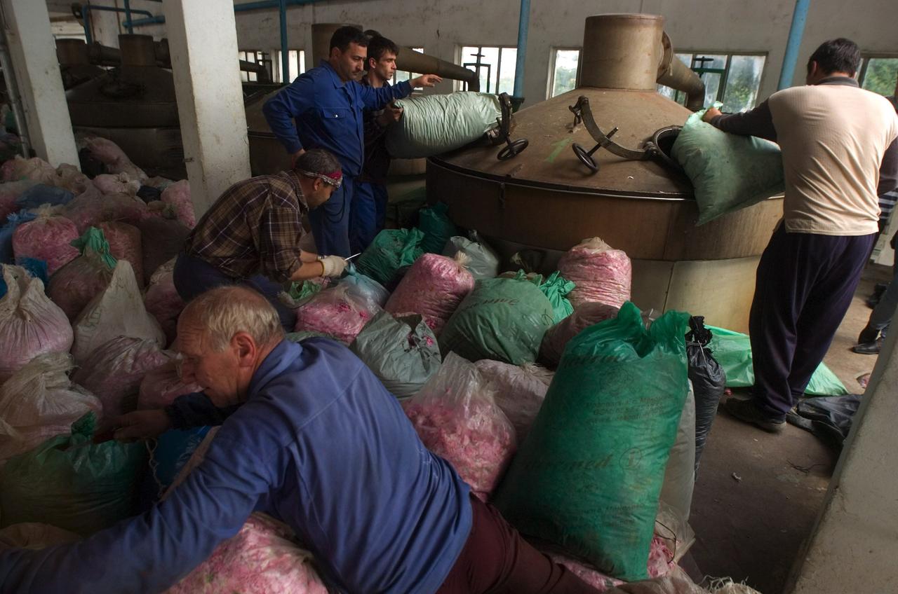Arbeiter füllen in einer Rosenöl-Fabrik Destilliergeräte mit Rosenblüten.