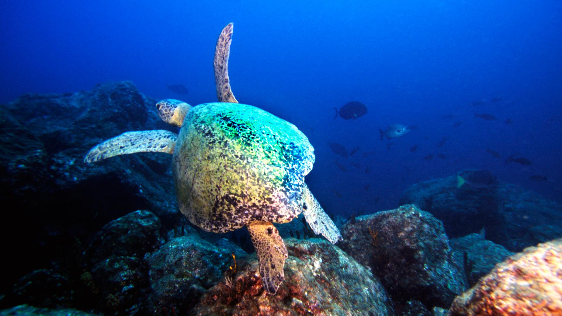 Eine Schildkröte schwimmt im Meer