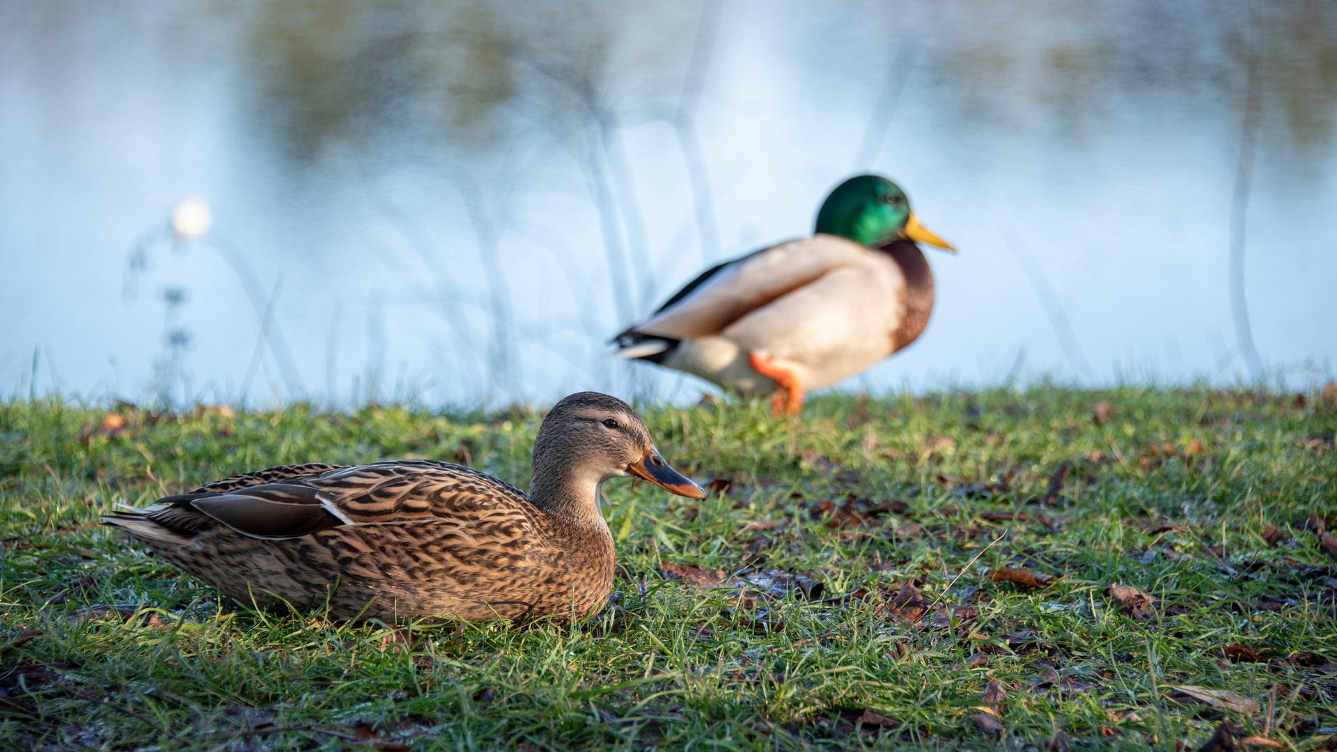 Zwei Stockenten vor einem Gewässer