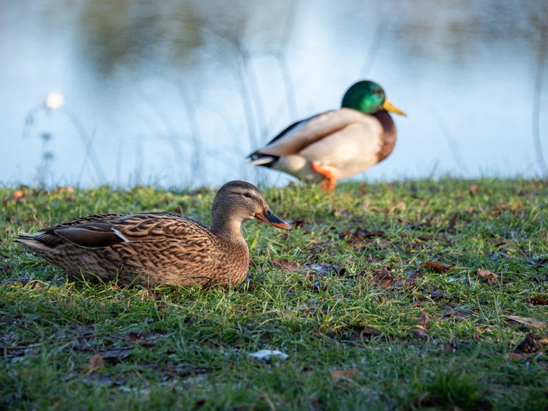 Zwei Stockenten vor einem Gewässer