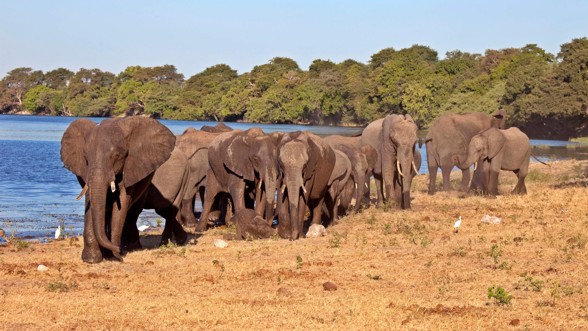 Elefanten im Chobe National Park (Botswana, Afrika)
