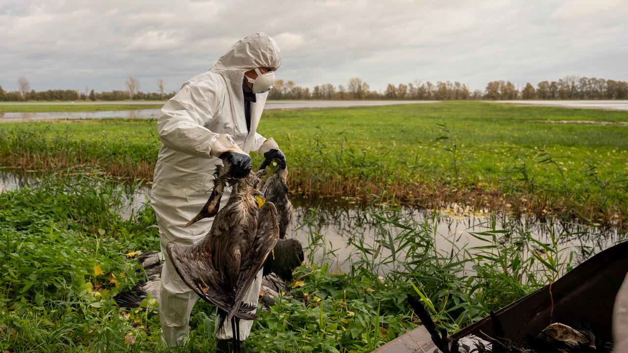 Ein Mann in einem weißen Schutzanzug und mit Schutzmaske steht auf einer Wiese und hält zwei tote Kraniche.
