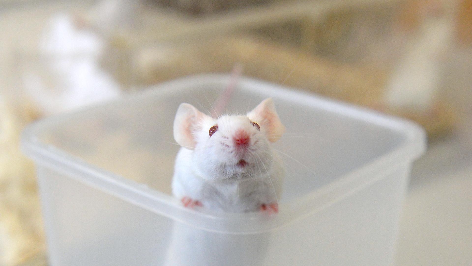 Eine Labormaus in einem Labor der Veterinärmedizinischen Universität in Wien