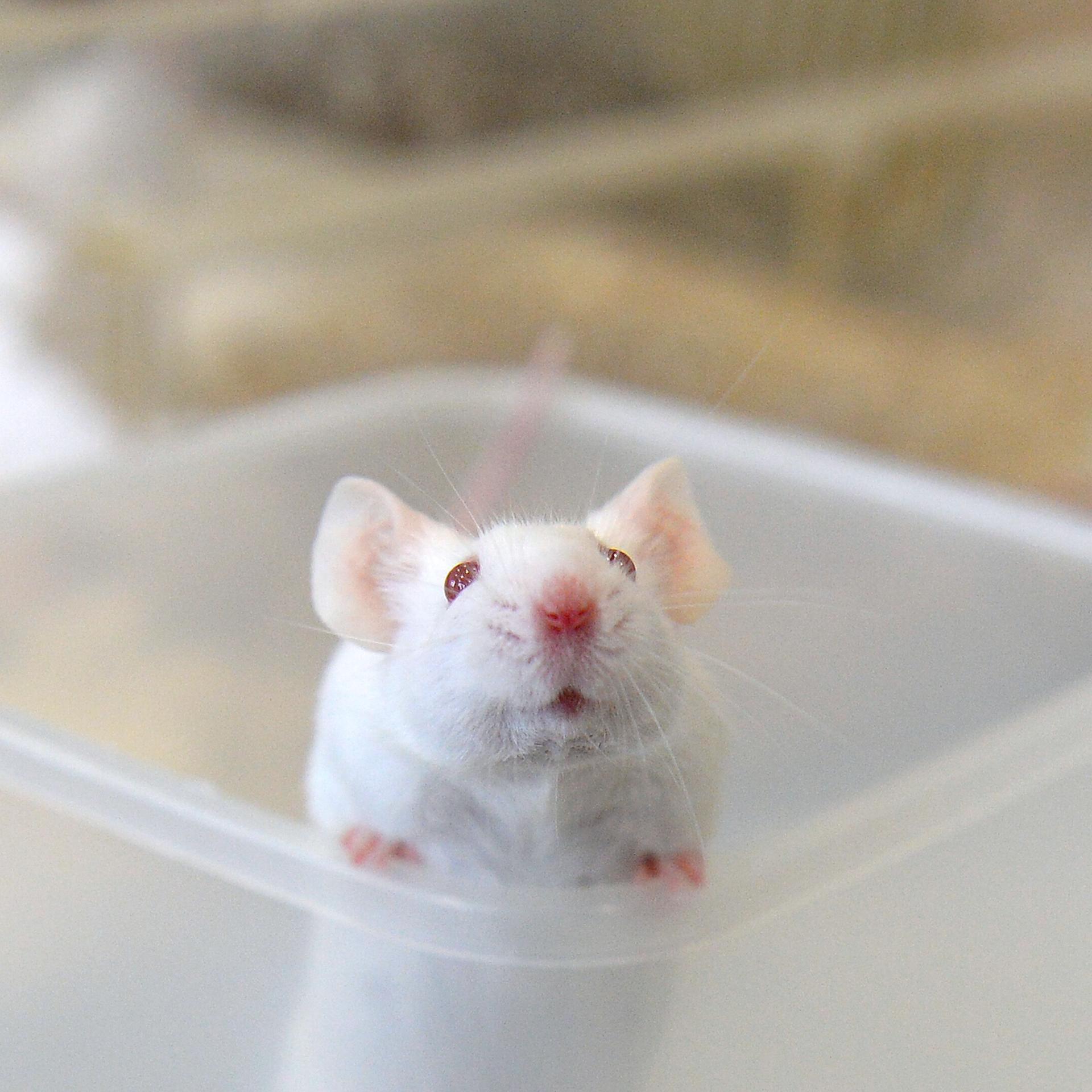 Schluss mit Klonen: Nach 58 mal Generationen sind Klone nicht mehr lebensfähig